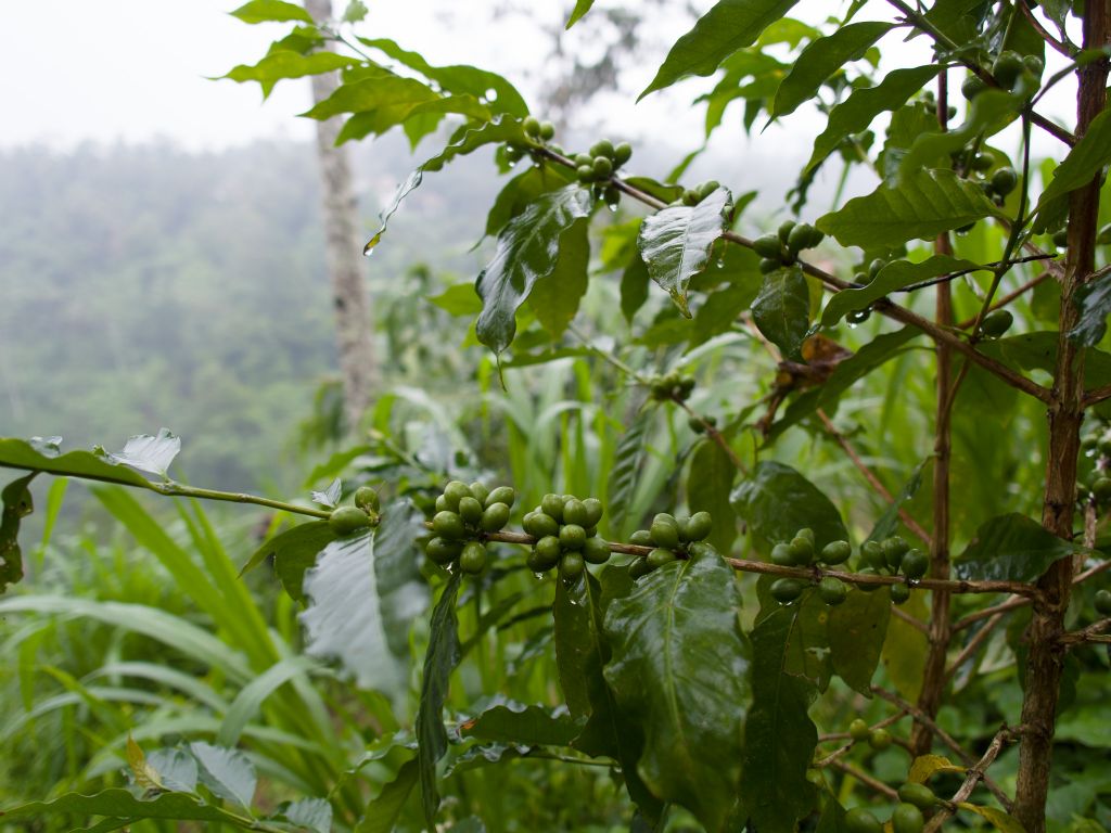 Cofee plant - Tegallalang - Bali © by Rudolf Hatheyer