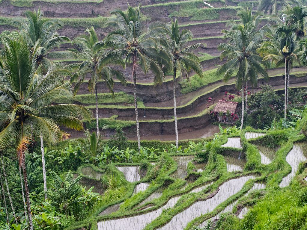 rice terraces - Tegallalang - Bali © by Rudolf Hatheyer