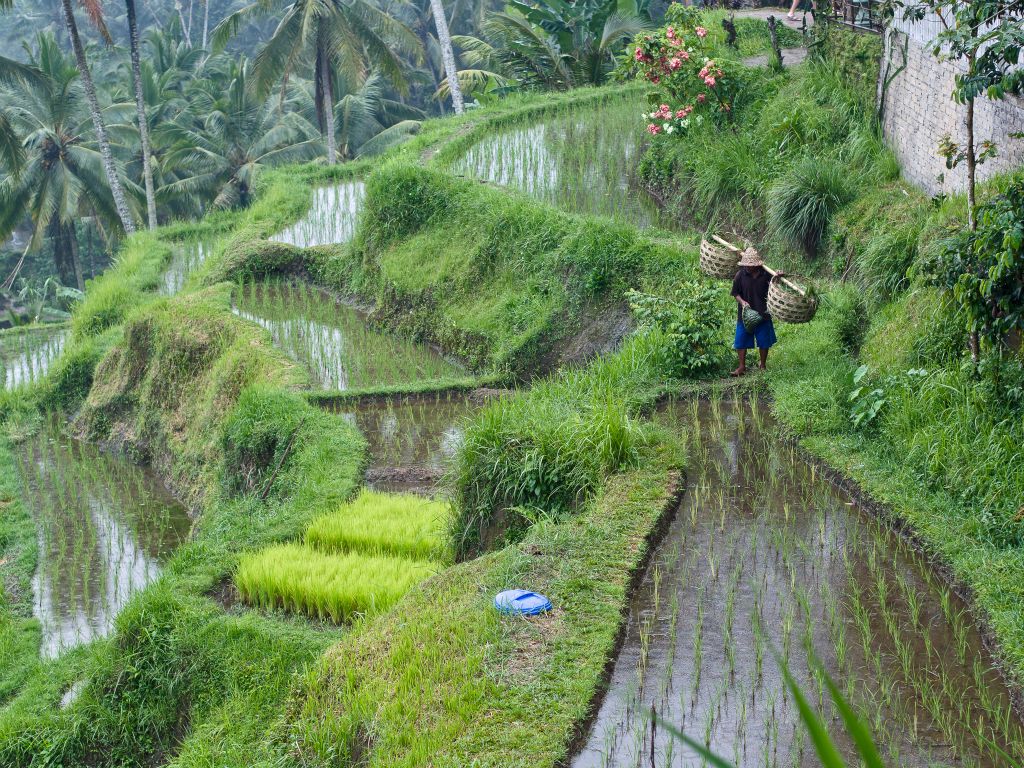 rice terraces - Tegallalang - Bali © by Rudolf Hatheyer
