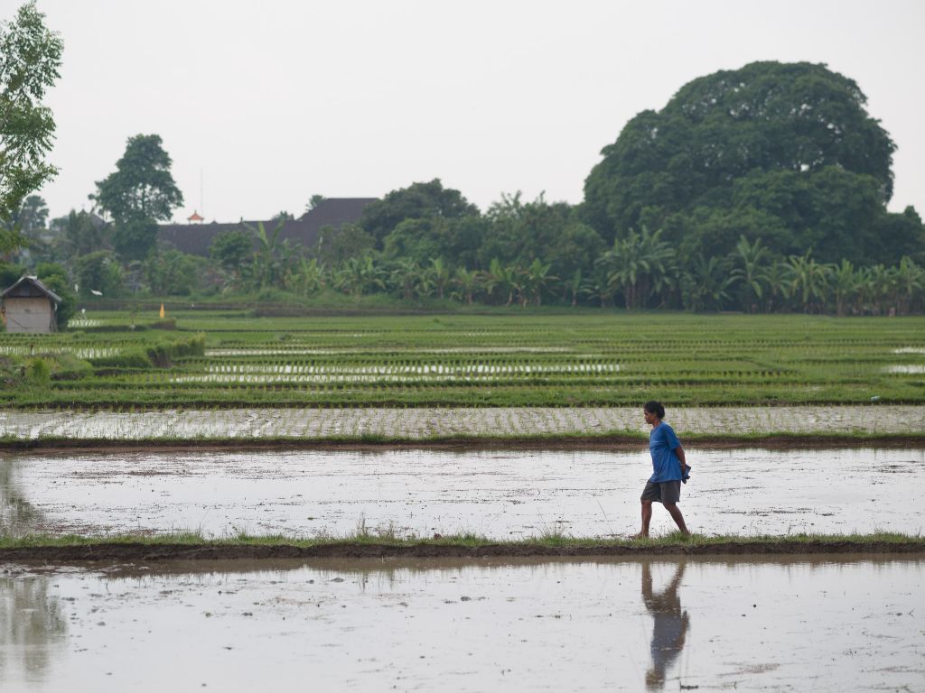 rice fields - Ubud - Bali © by Rudolf Hatheyer