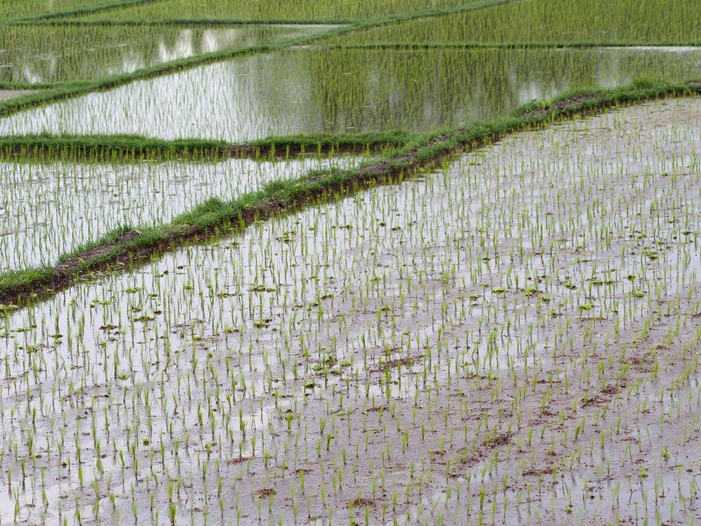 rice fields - Ubud - Bali © by Rudolf Hatheyer