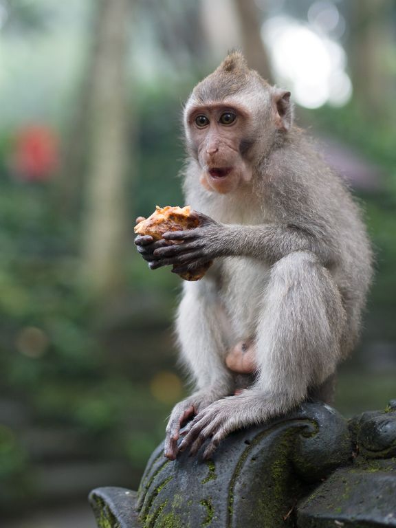 Monkey Forrest - Ubud - Bali © by Rudolf Hatheyer