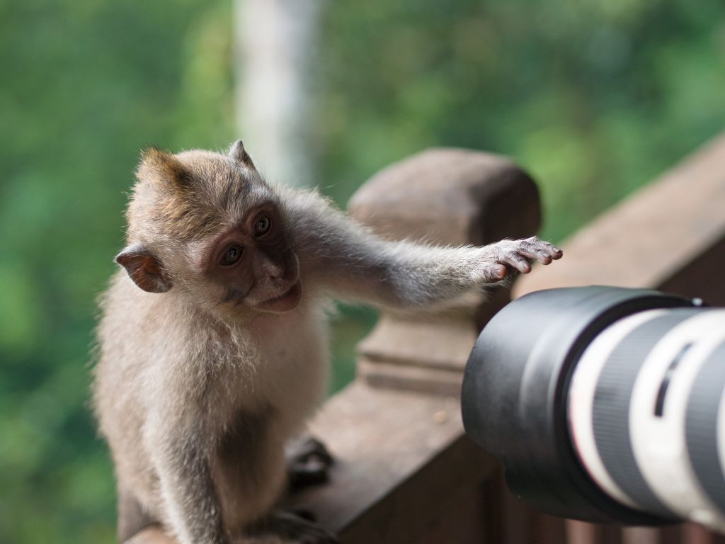 Monkey Forrest - Ubud - Bali © by Rudolf Hatheyer