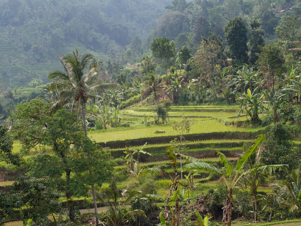 rice terraces - Jatiluwih - Bali © by Rudolf Hatheyer