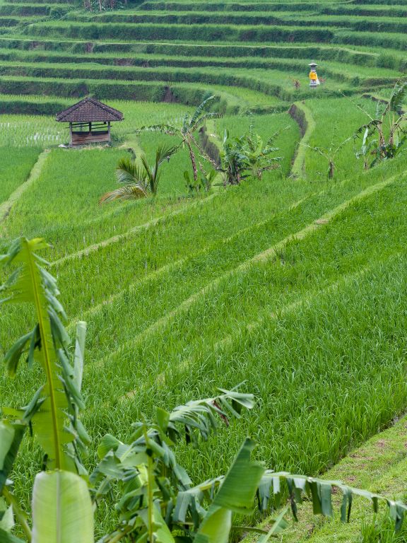 rice terraces - Jatiluwih - Bali © by Rudolf Hatheyer